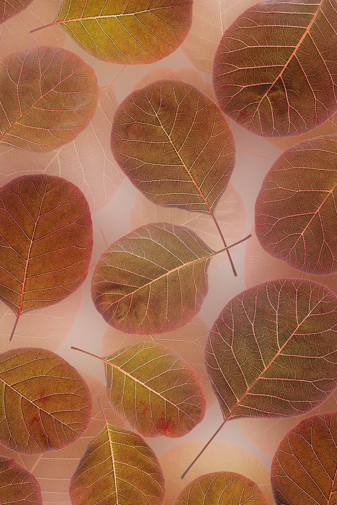 USA, Washington State, Seabeck. Close-up of smoke tree leaves.